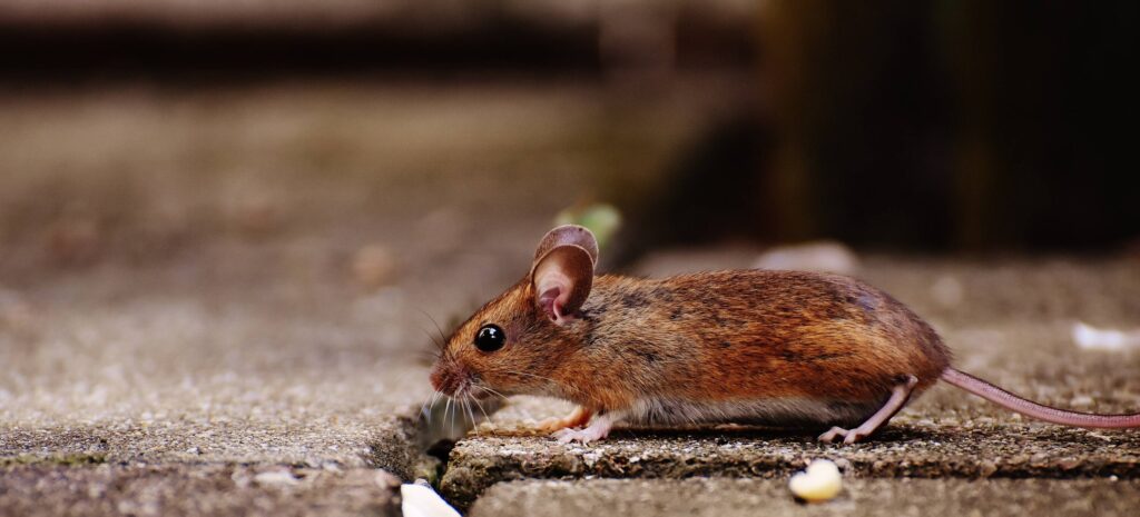 Rodent Intrusions Through Open Pipes: A Homeowner’s Guide to Prevention and Control