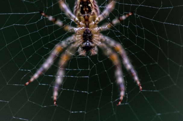 Spider Extermination in Pasadena | PasadenaPest