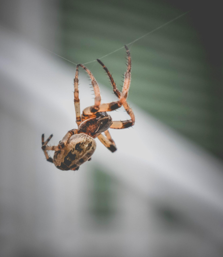 How to Choose a Spider Exterminator | Pasadena Pest Control