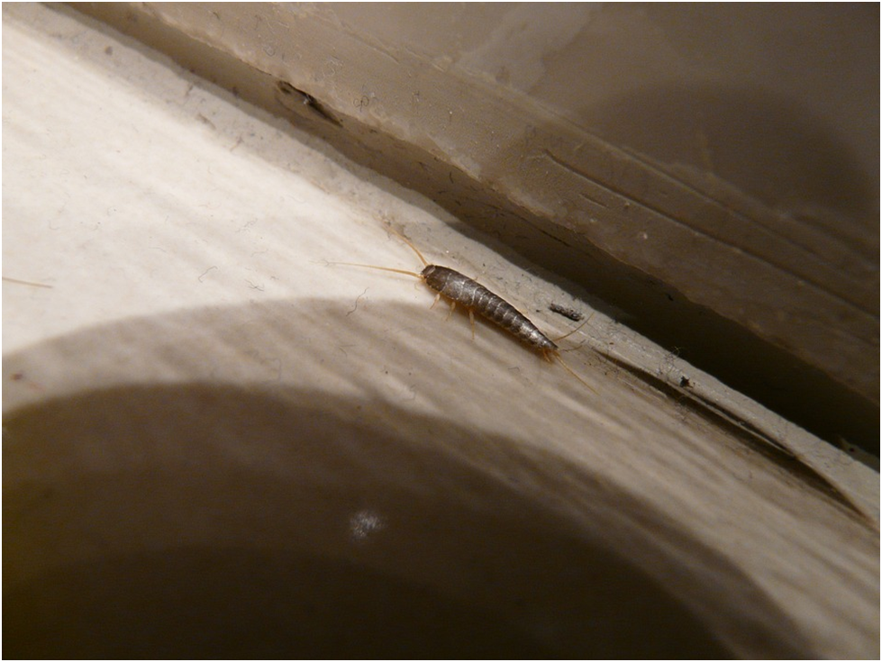 Silverfish Control in Homes