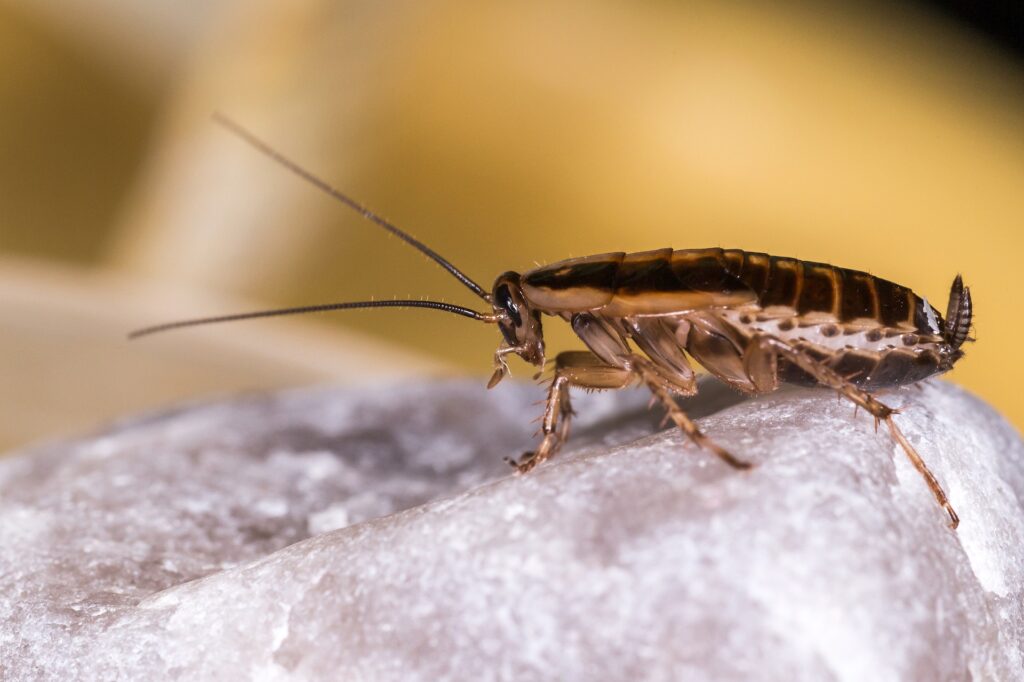German Roaches in Pasadena: Where They Come From and How to Stop Them