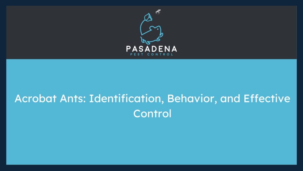 Acrobat Ants