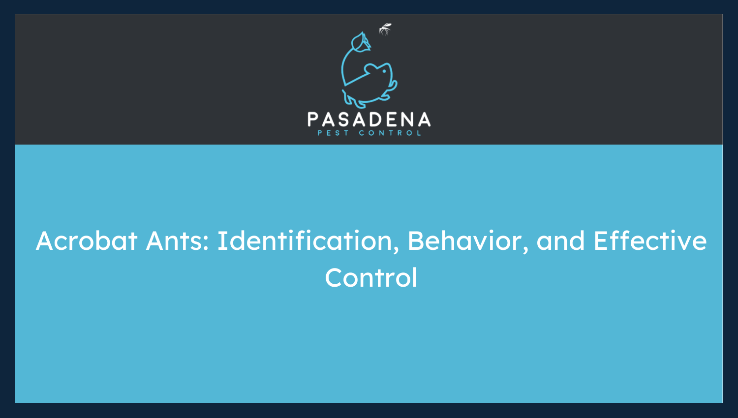 Acrobat Ants