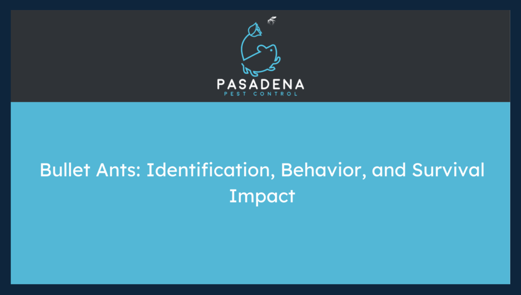 Bullet Ants