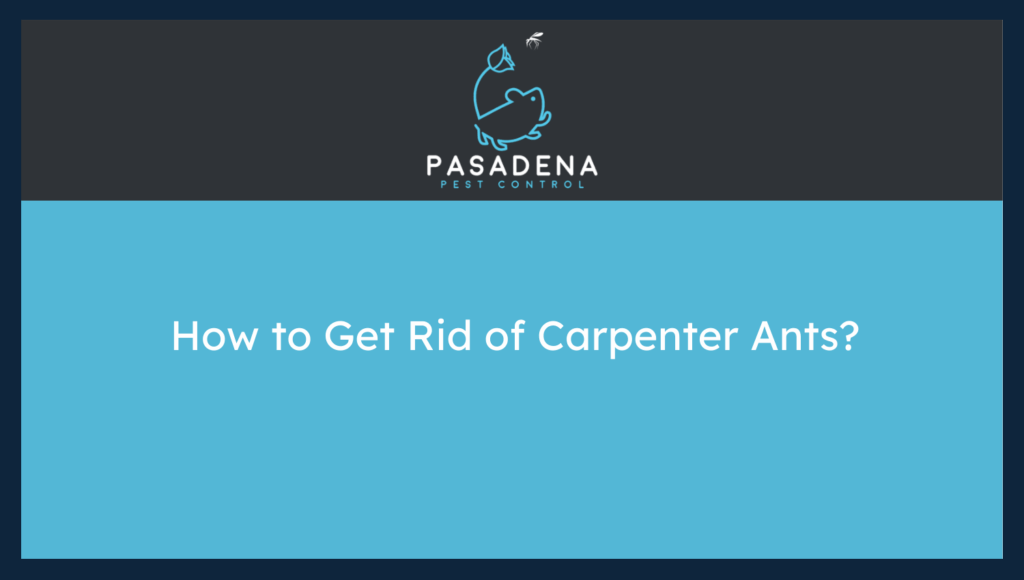 How to Get Rid of Carpenter Ants?