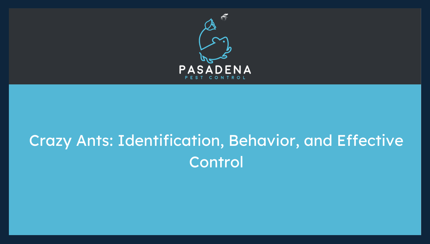 Crazy Ants