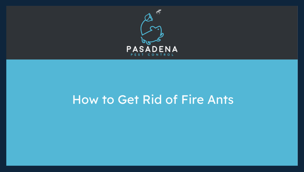 Fire Ants