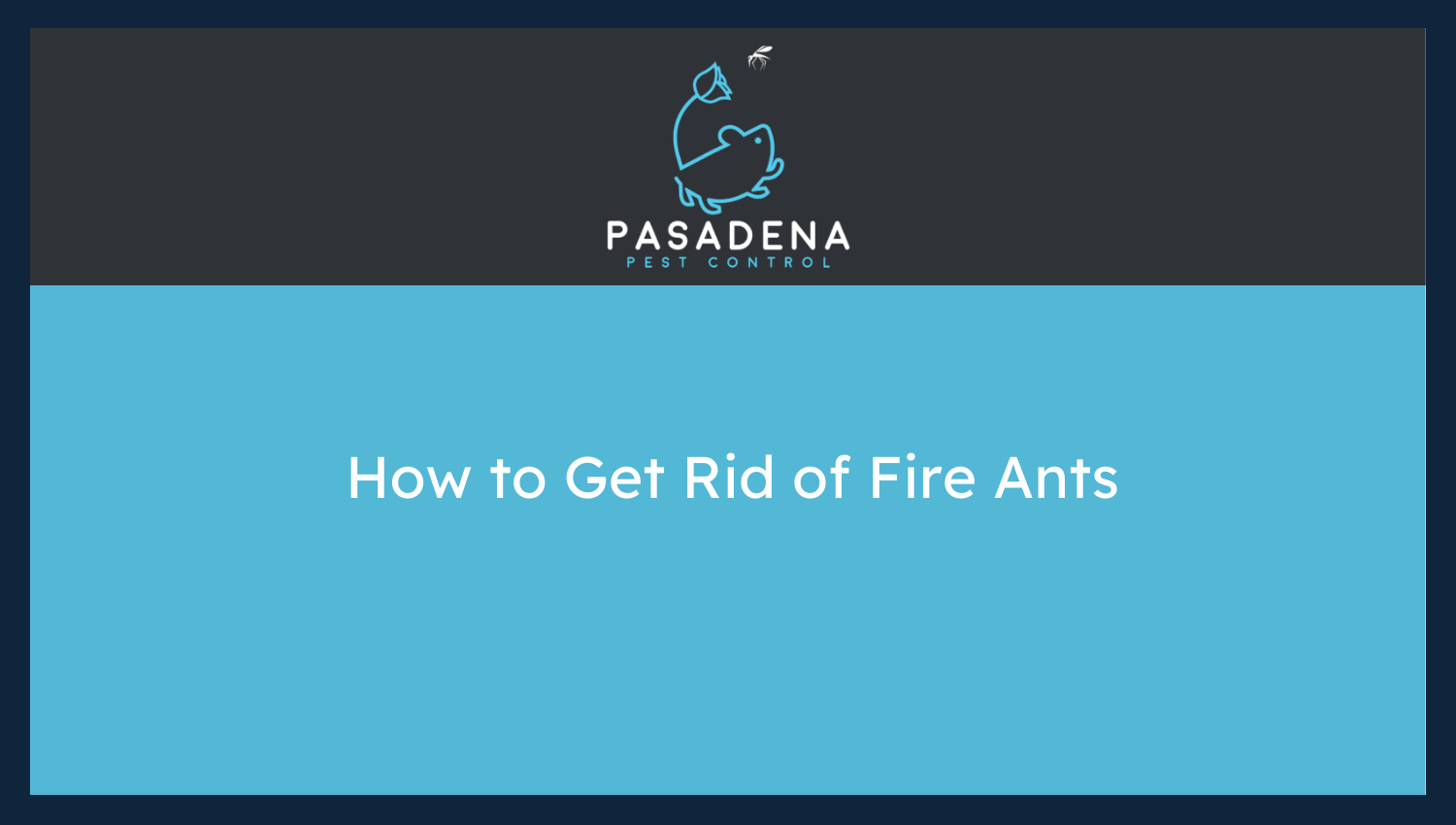 Fire Ants