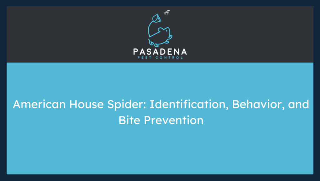 American House Spider