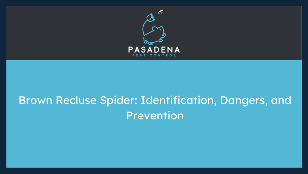 Brown Recluse Spider