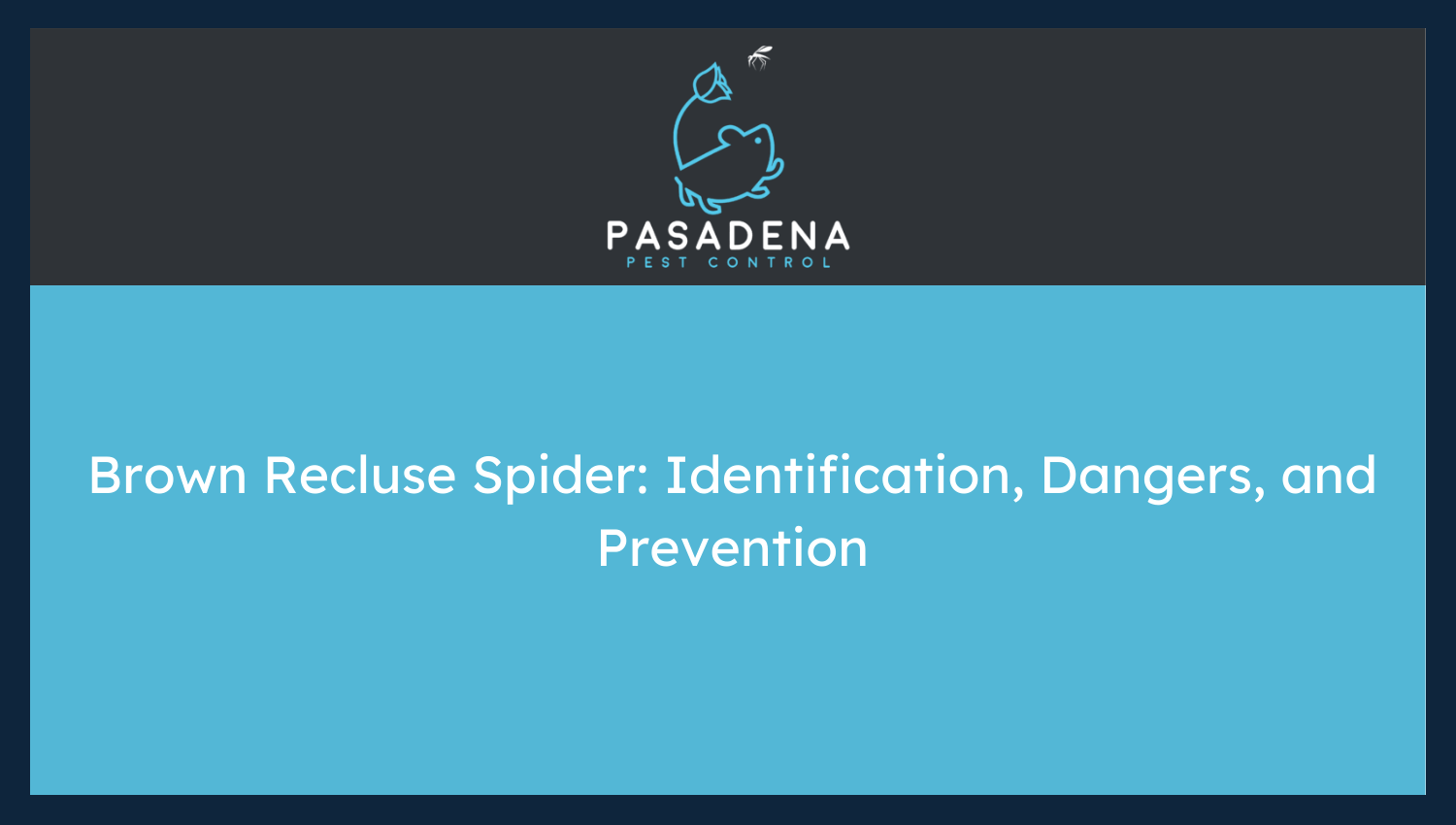 Brown Recluse Spider