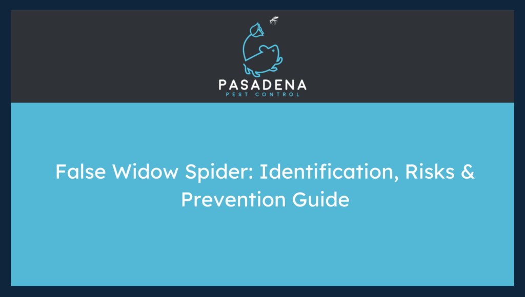 False Widow Spider