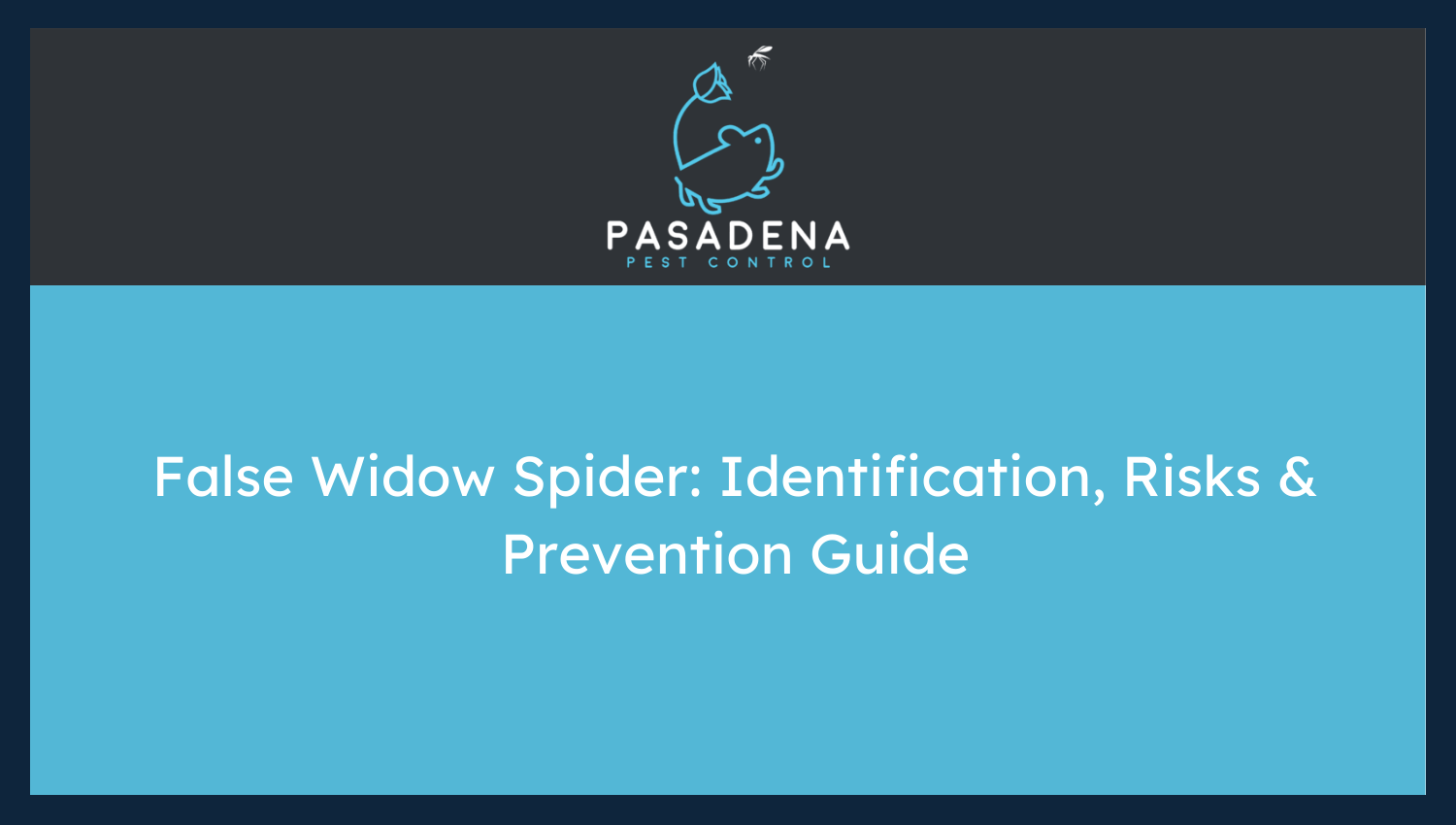 False Widow Spider