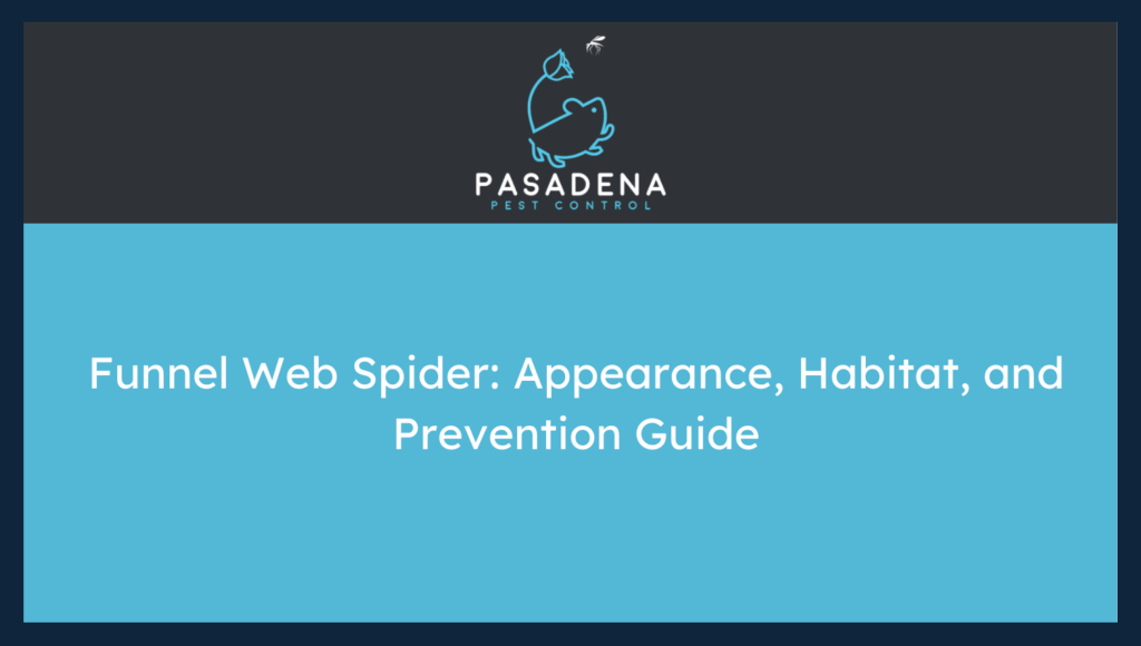 Funnel Web Spider