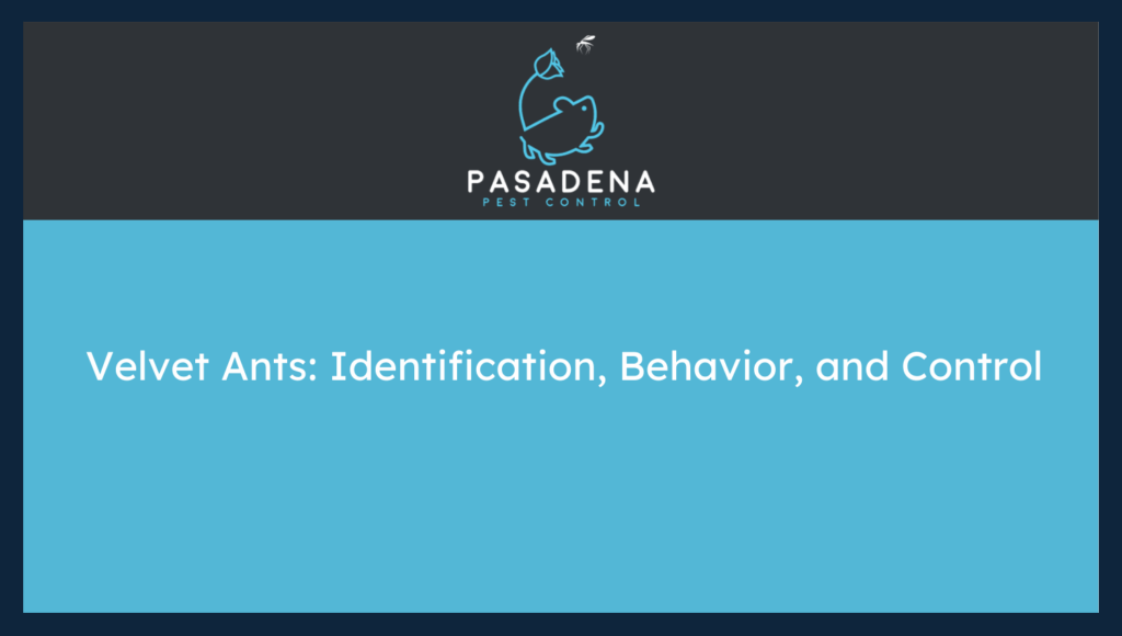 Velvet Ants