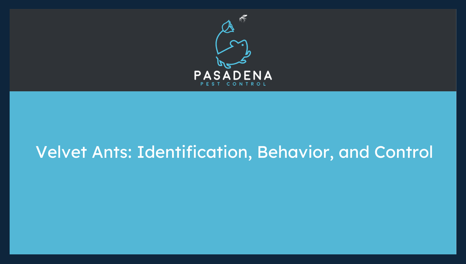 Velvet Ants