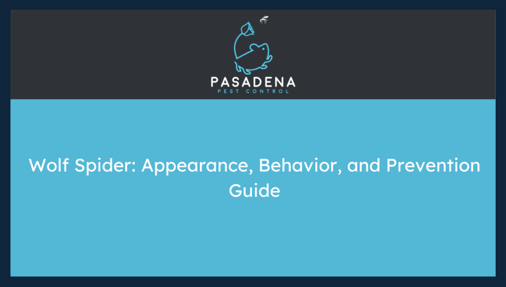 Wolf Spider