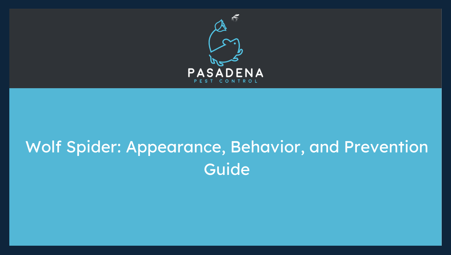 Wolf Spider