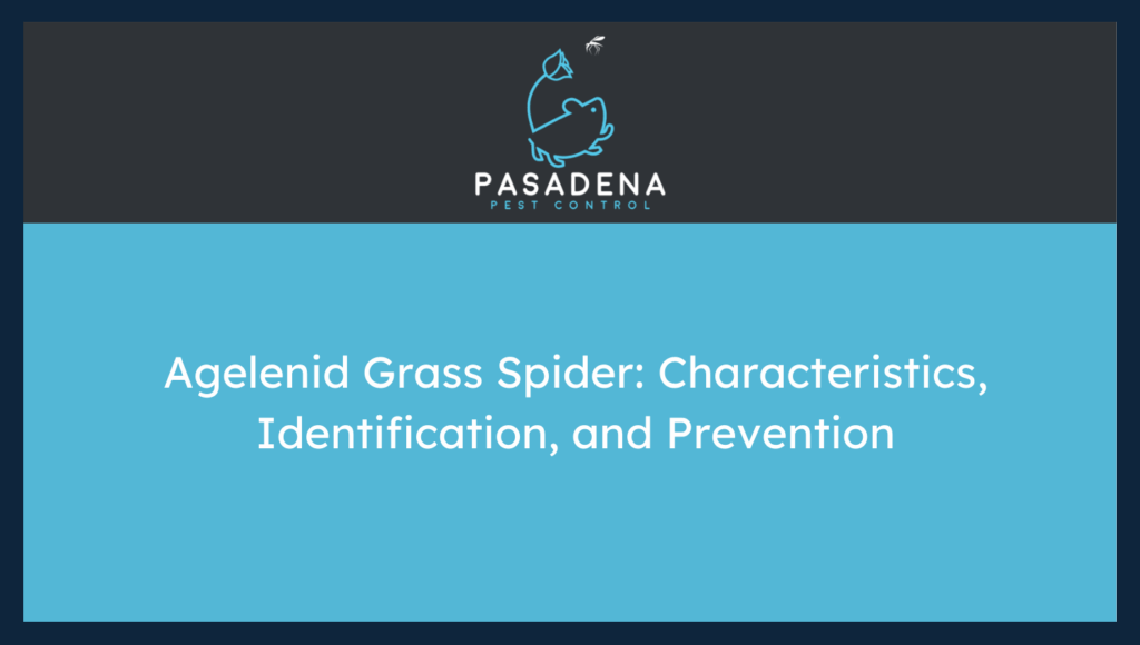 Agelenid Grass Spider