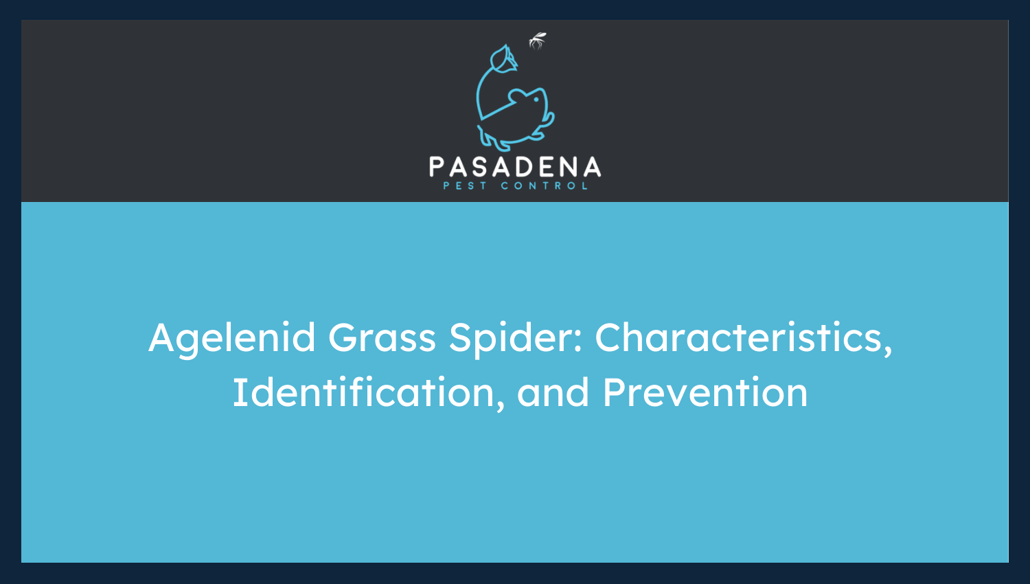 Agelenid Grass Spider