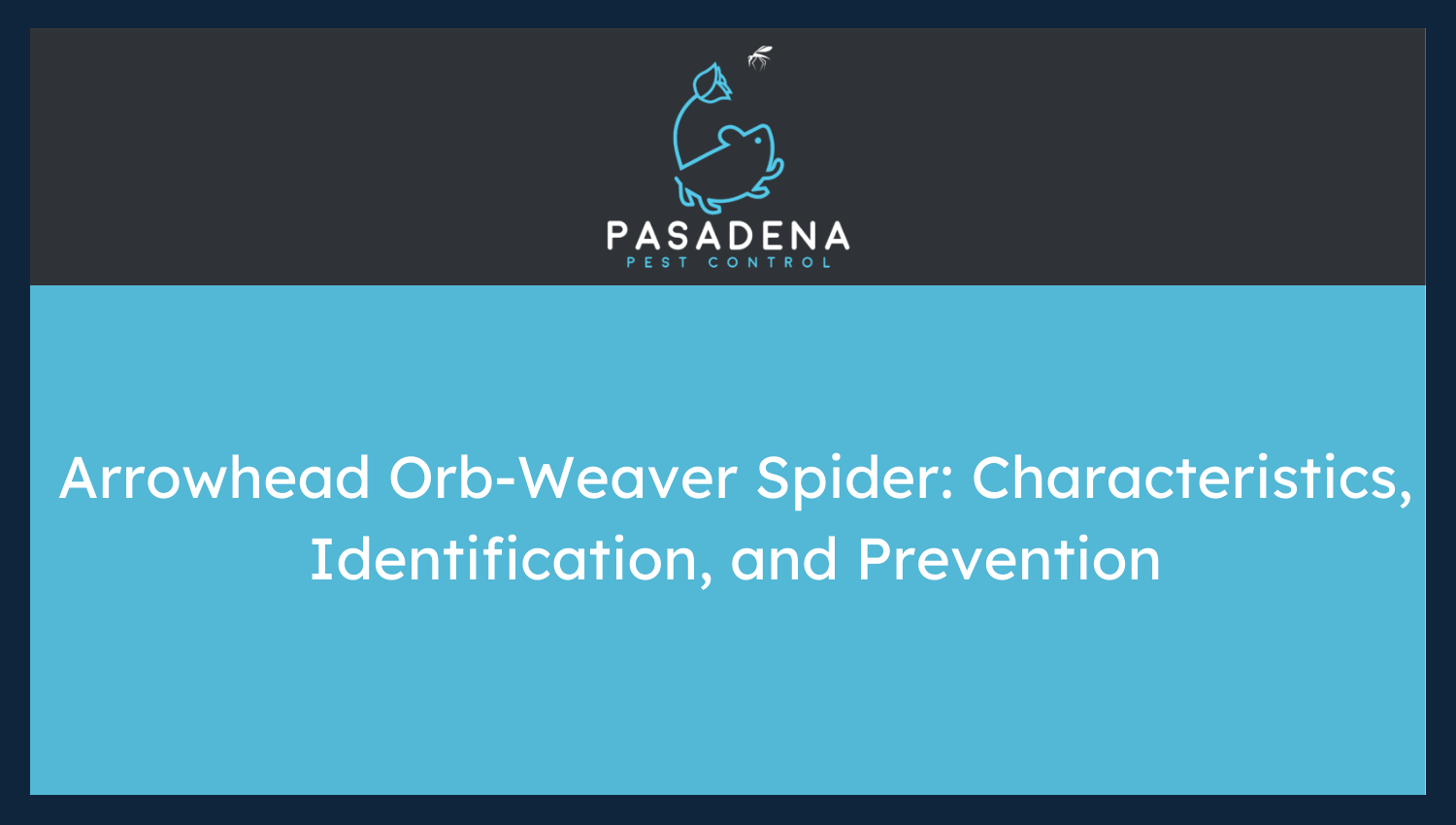 Arrowhead Orb-Weaver Spider