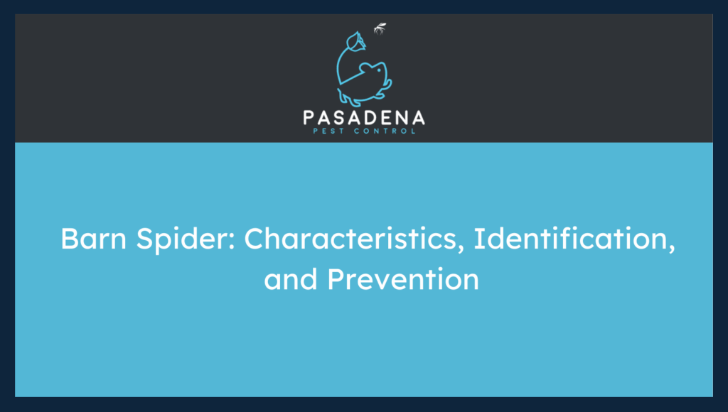 Barn Spider