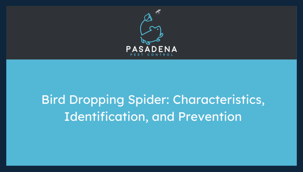 Bird Dropping Spider