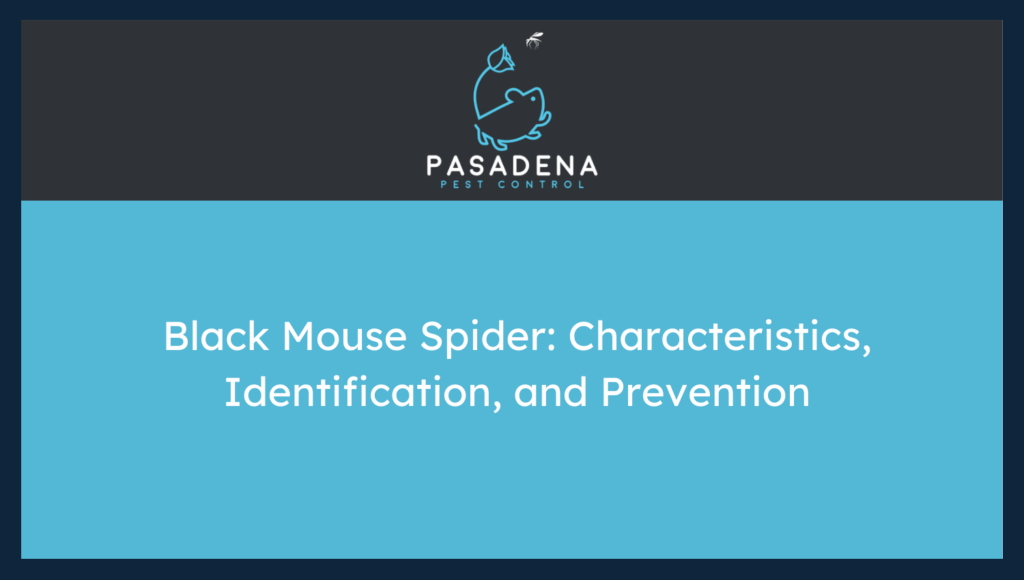 Black Mouse Spider