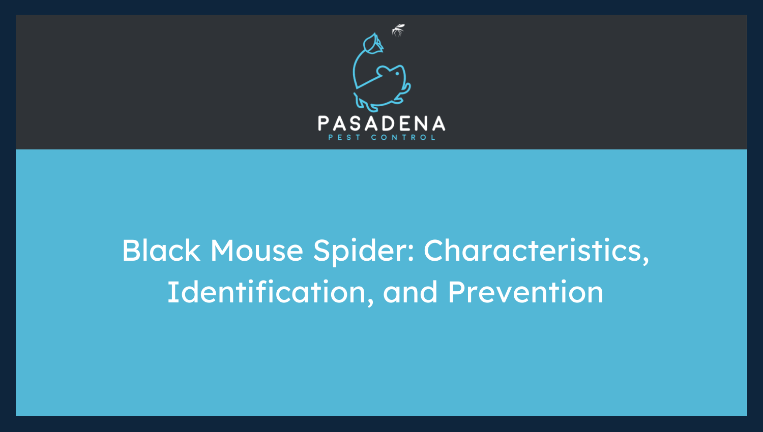 Black Mouse Spider