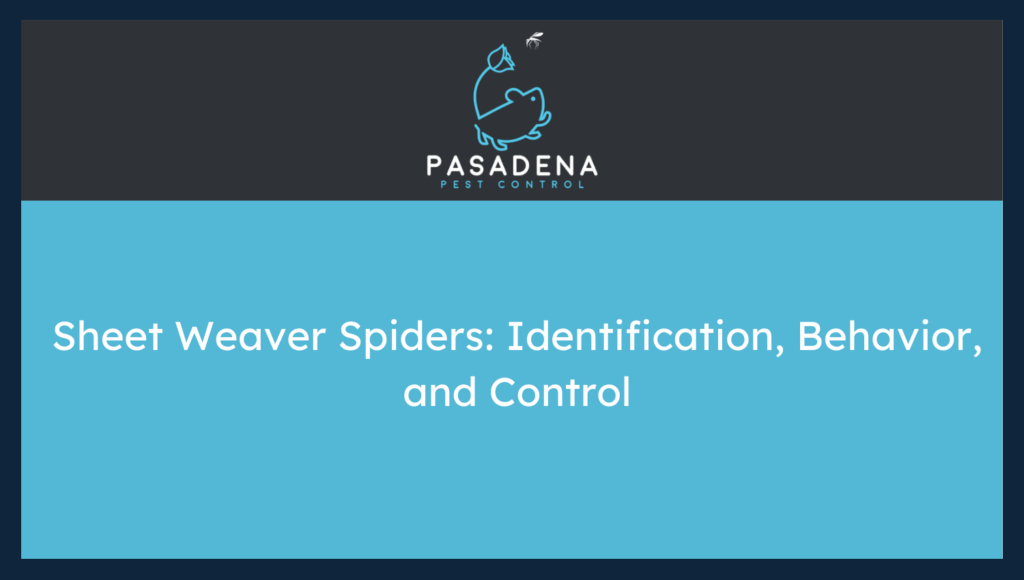 Sheet Weaver Spiders