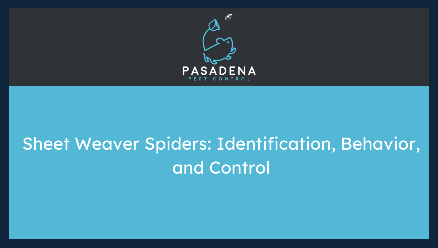 Sheet Weaver Spiders