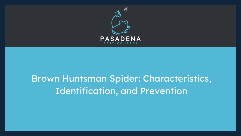 Brown Huntsman Spider