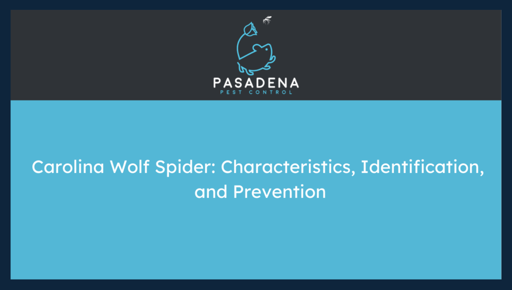 Carolina Wolf Spider