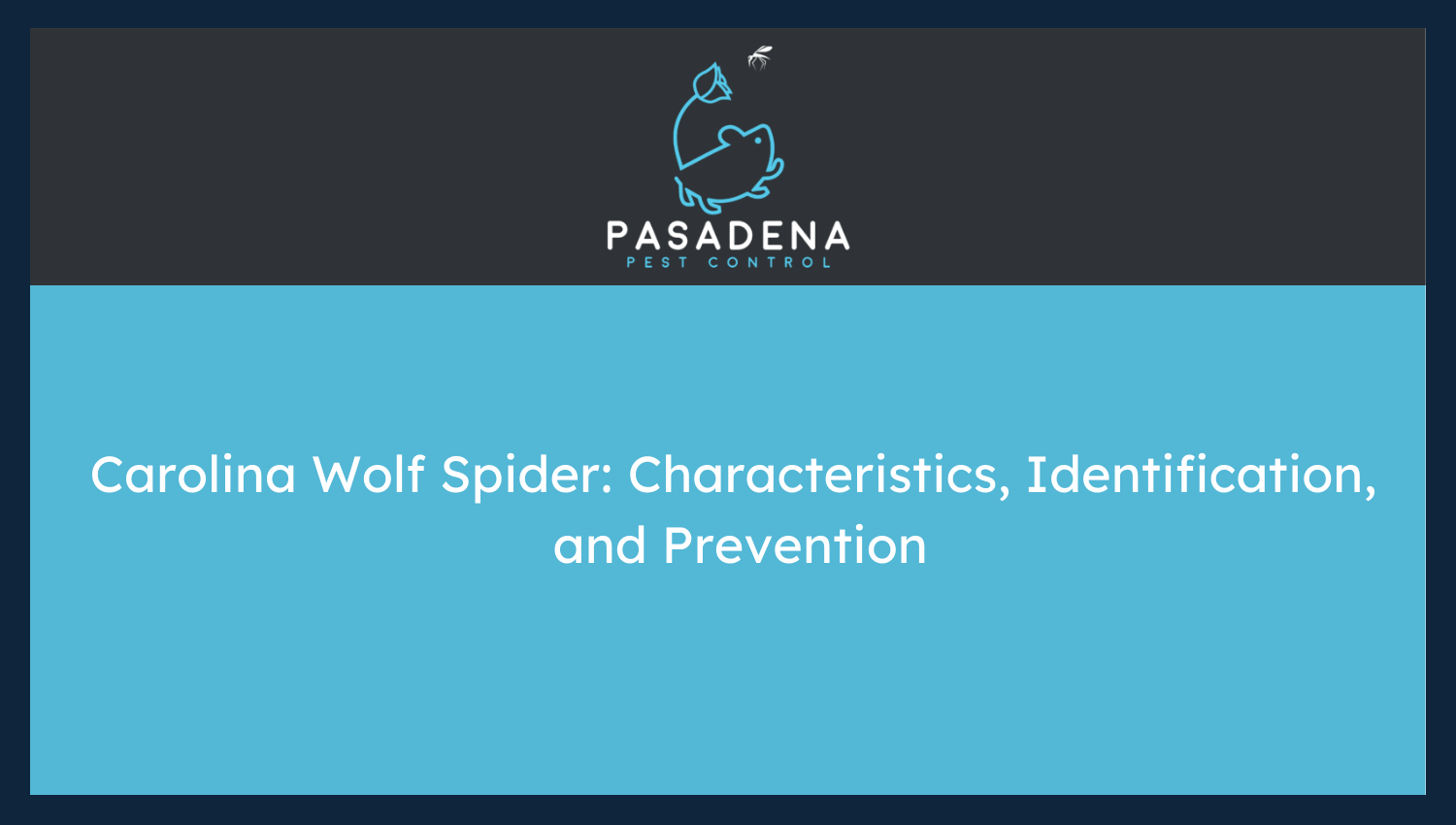 Carolina Wolf Spider