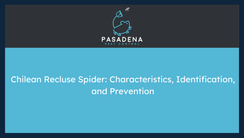 Chilean Recluse Spider