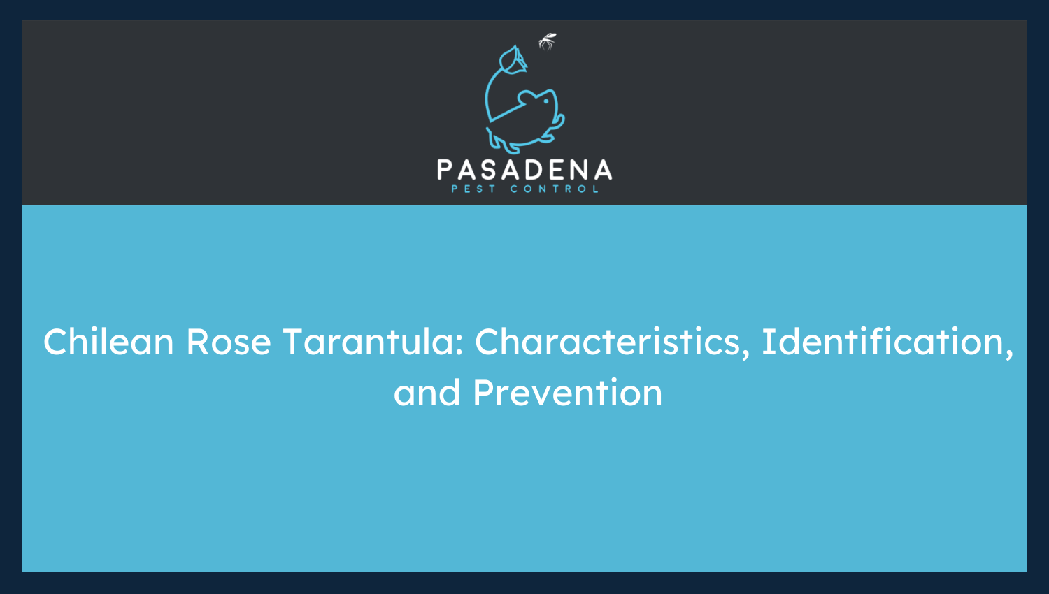 Chilean Rose Tarantula