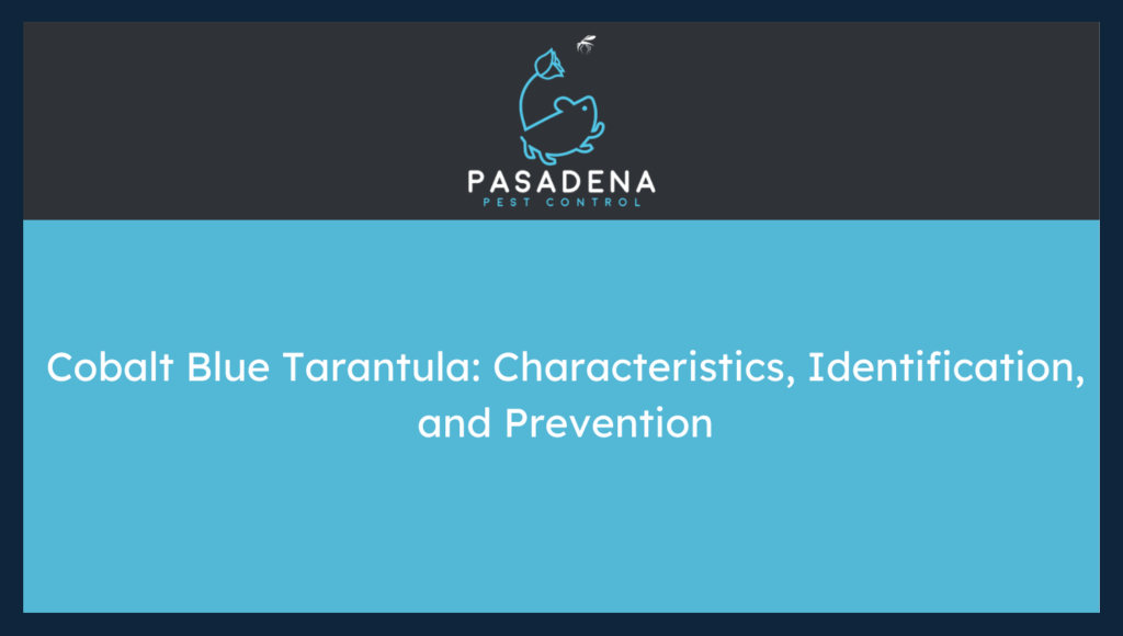 Cobalt Blue Tarantula