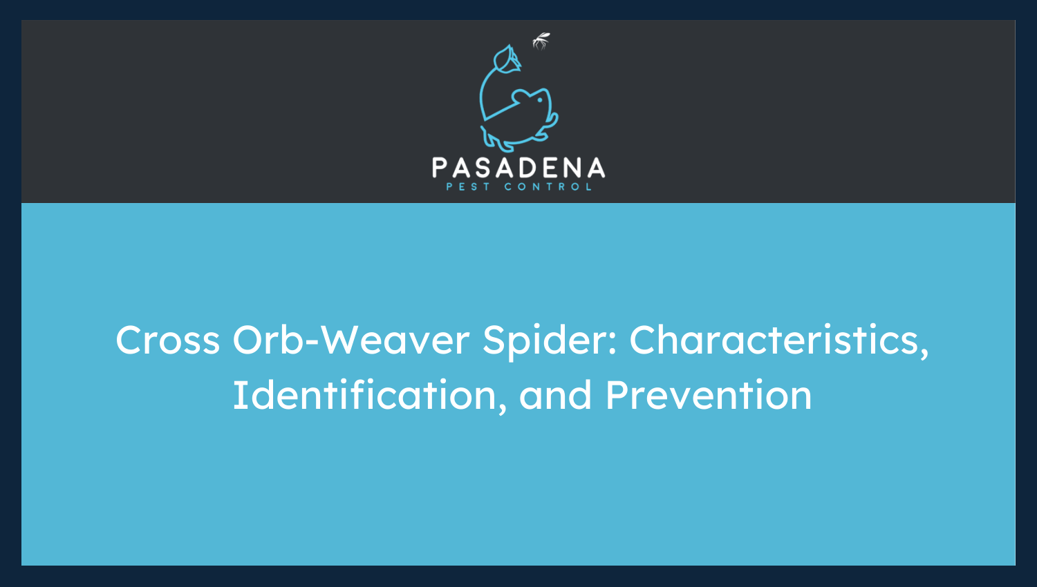 Cross Orb Weaver Spider