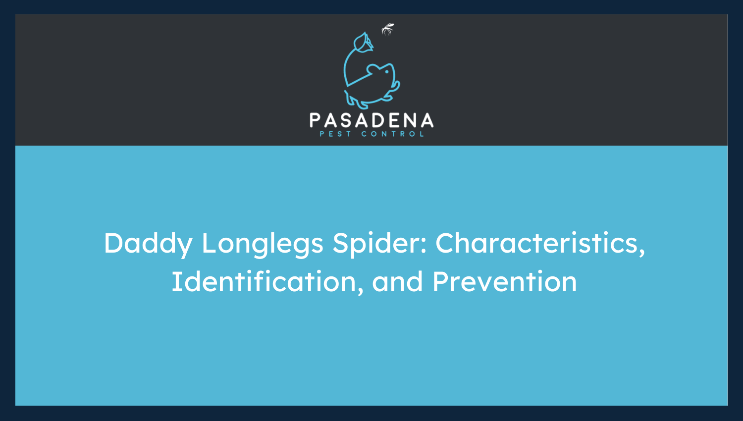 Daddy Longlegs Spider