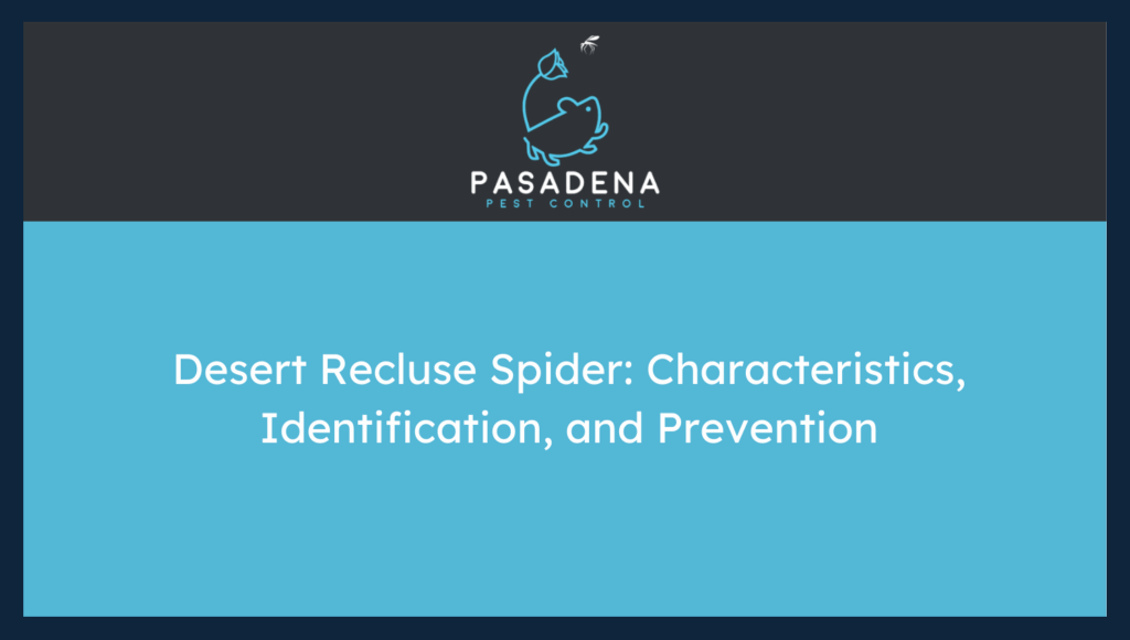 Desert Recluse Spider