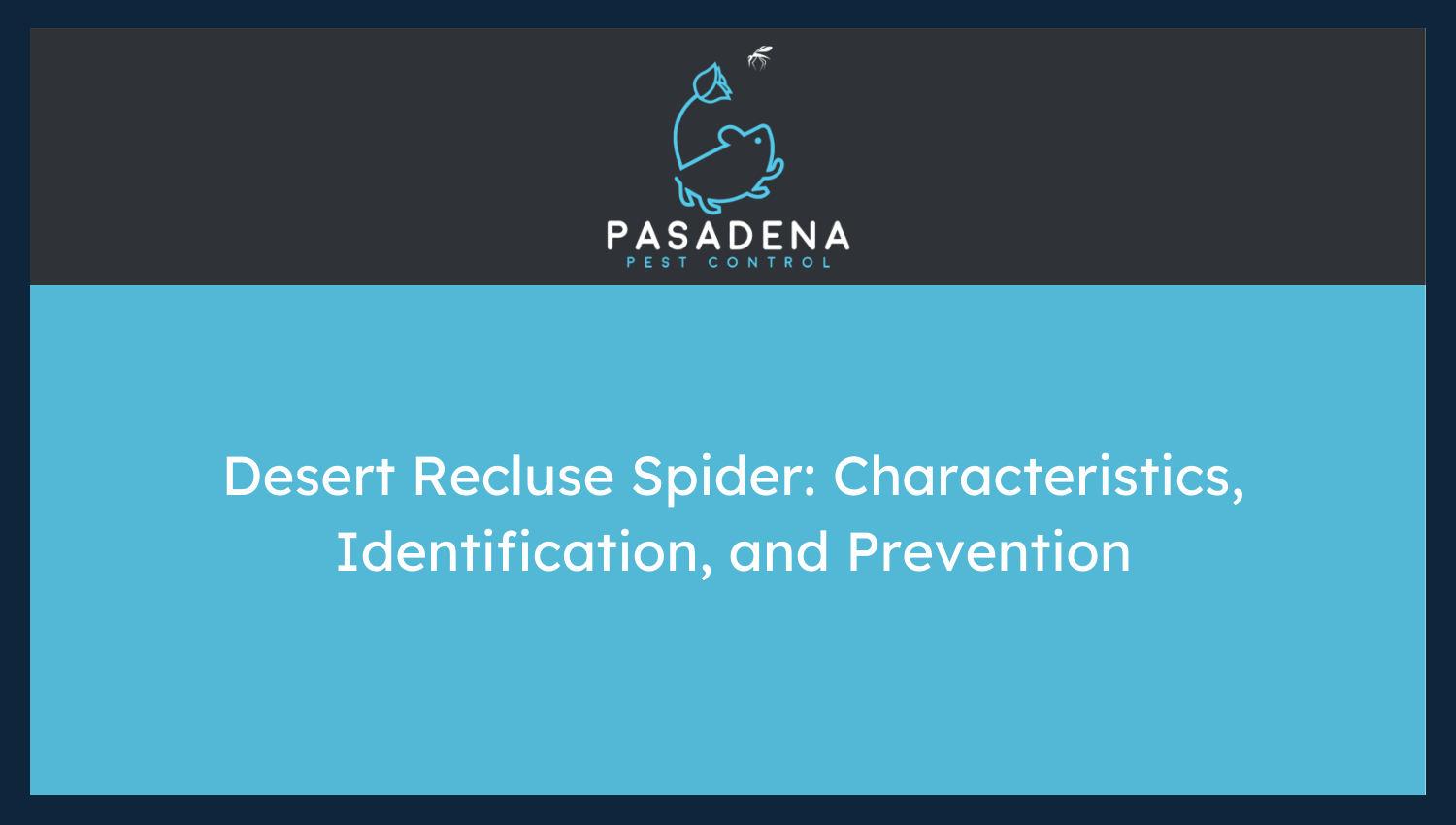 Desert Recluse Spider