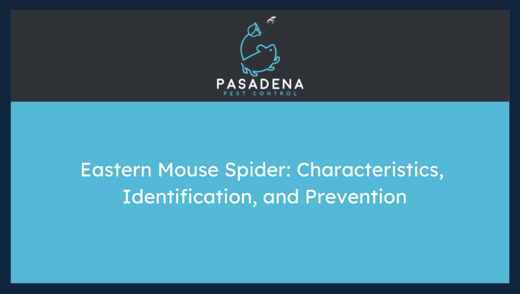 Eastern Mouse Spider