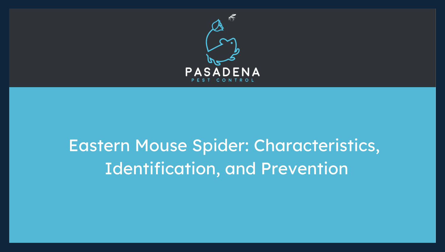 Eastern Mouse Spider