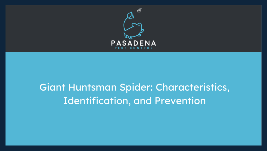 Giant Huntsman Spider