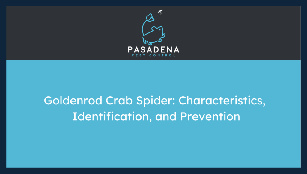 Goldenrod Crab Spider: Characteristics, Identification, and Prevention