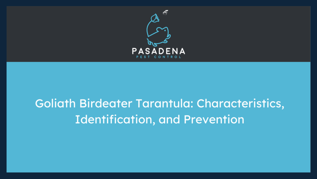 Goliath Birdeater Tarantula: Characteristics, Identification, and Prevention