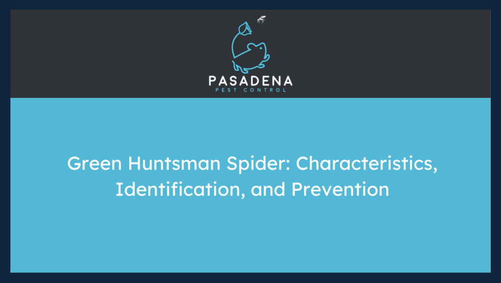 Green Huntsman Spider: Characteristics, Identification, and Prevention
