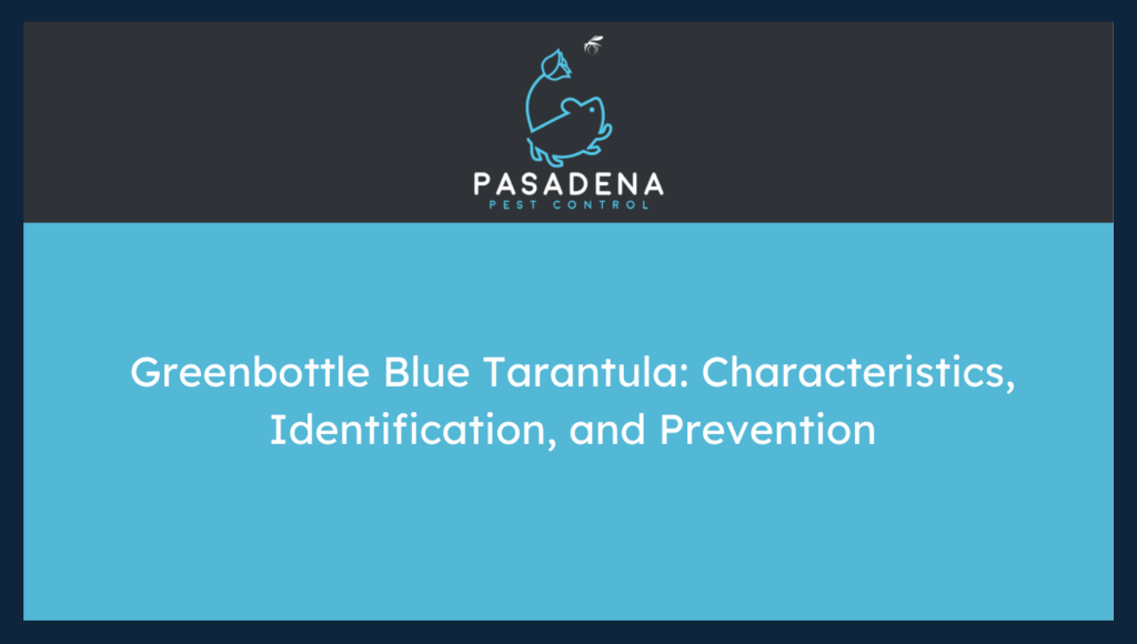 Greenbottle Blue Tarantula: Characteristics, Identification, and Prevention