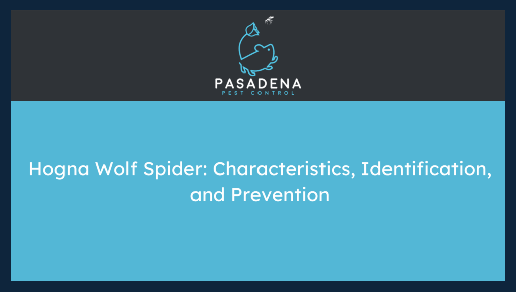 Hogna Wolf Spider: Characteristics, Identification, and Prevention
