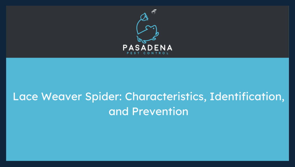Lace Weaver Spider: Characteristics, Identification, and Prevention